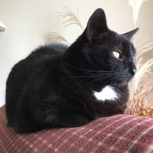 Meet your Posher, Rose